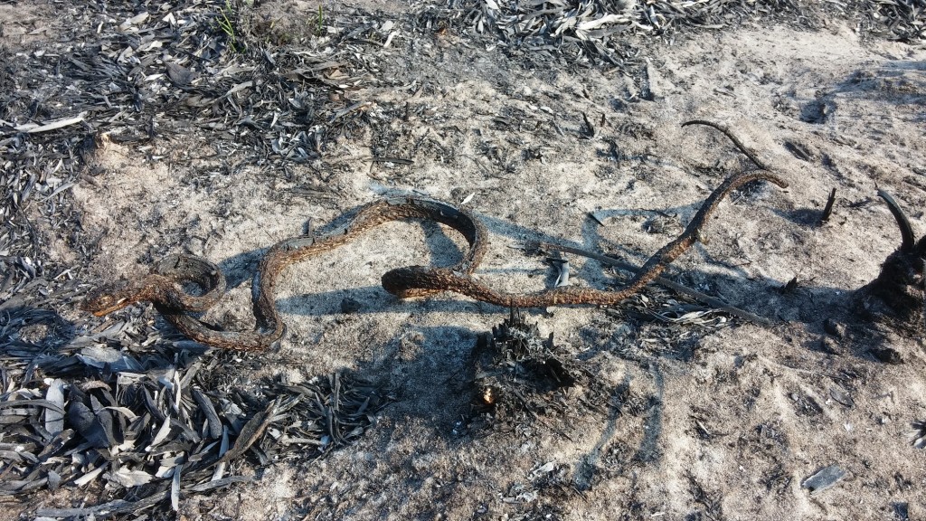 The first snake we found in the burned field, charred to match the scenery.