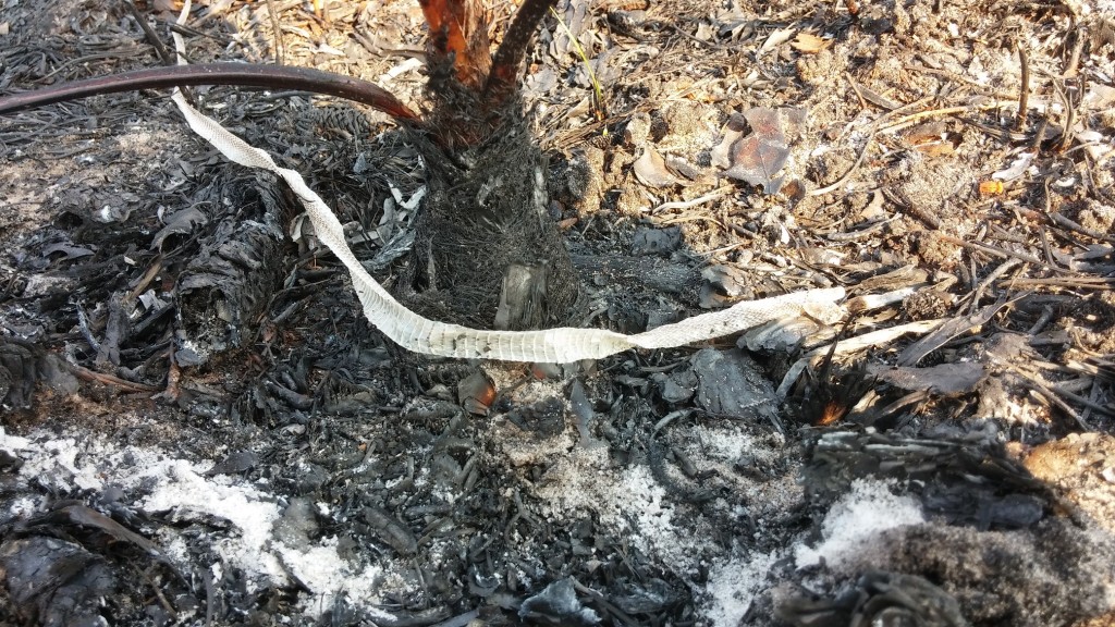 A snake shed in the burned field, the first sign of living snakes in the area.  We found a number of sheds throughout the fields.  