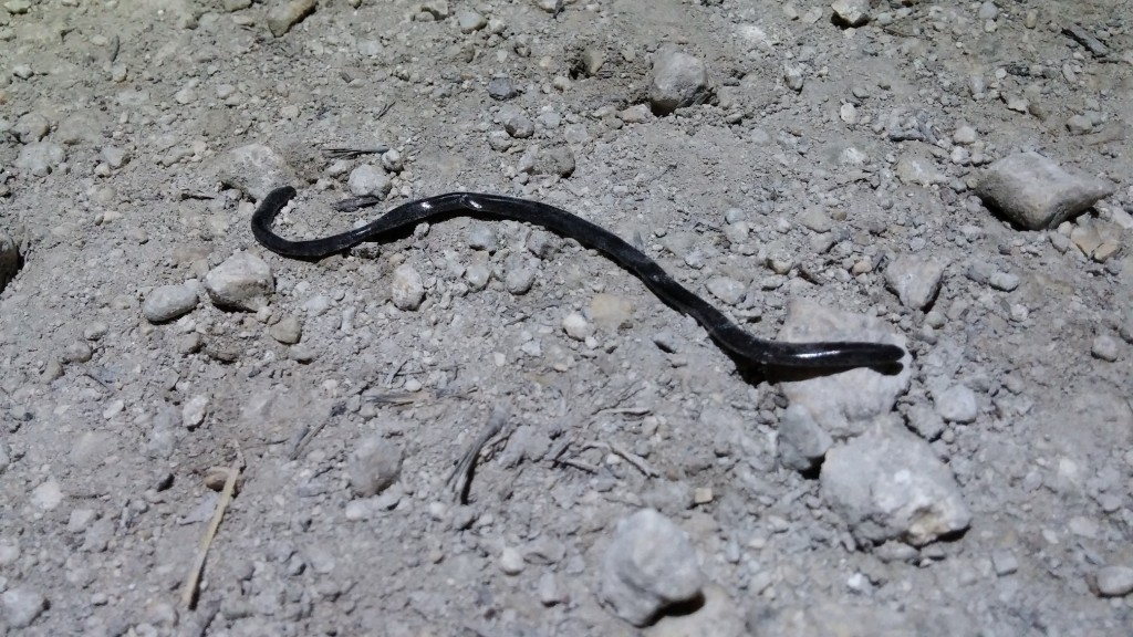 A flattened Flowerpot Snake (Ramphotyphlops braminus), an exotic, invasive snake species which looks like a small dark worm.  