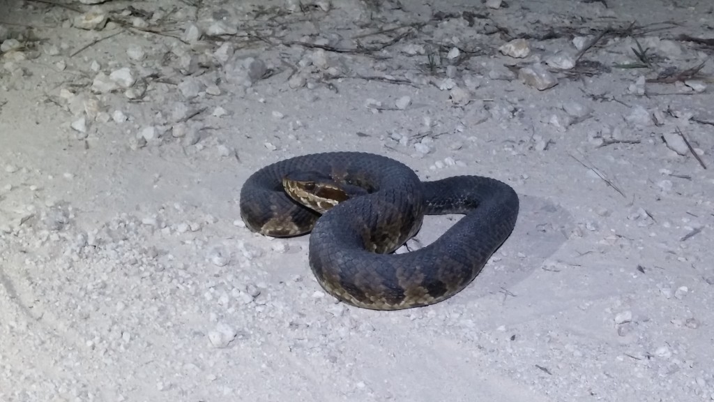 A venomous Cottonmouth (aka Water Moccasin; Agkistrodon piscivorus) - one of the 6 venomous snake species in Florida.  