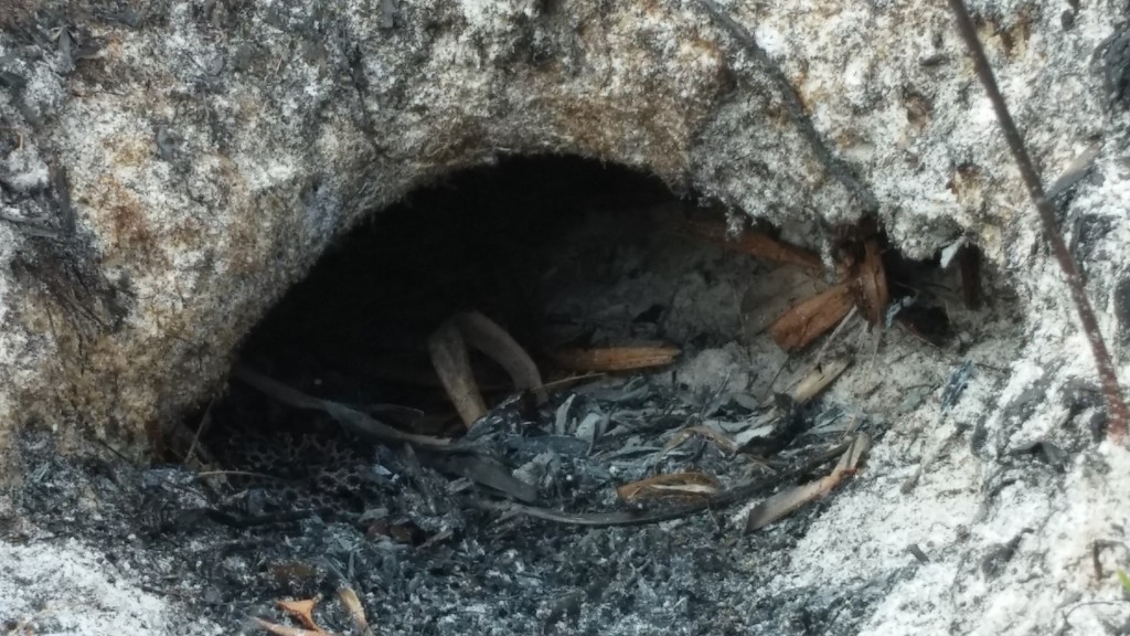 A Pygmy Rattlesnake (Sistrurus miliarius) hiding in the mouth of a Gopher Tortoise burrow.  We found several Pygmy Rattlesnakes, tortoises, lizards, and Gopher Frogs (Lithobates capito) down tortoise burrows.  