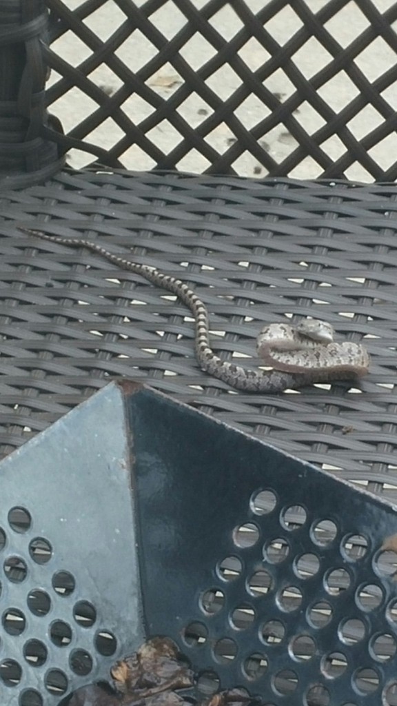 Central Florida snake - the snake was very aggressive after being discovered by my parents under a porch cushion.  