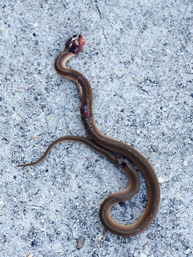 DOR New Orleans snake